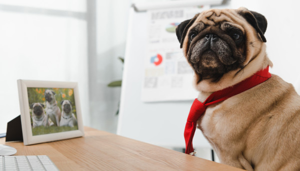 Starting a Business 101: The Different Types of Legal Structure for Your Business